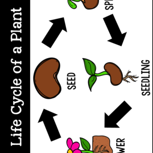 Life Cycle Of Plants - Tannery Loves Teaching