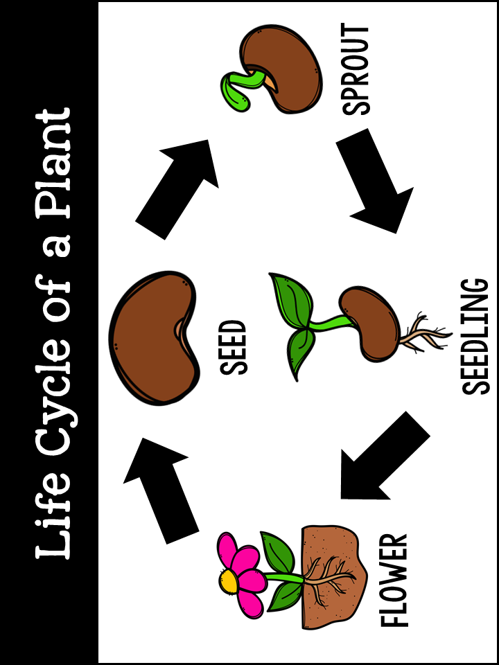 Life Cycle of Plants - Tannery Loves teaching