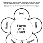 Parts of a Plant - Tannery Loves teaching