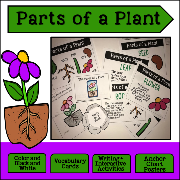 Parts of a Plant - Tannery Loves teaching